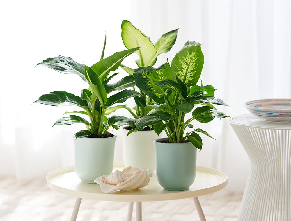 Dieffenbachia Natural Gift inspiration for yoour home